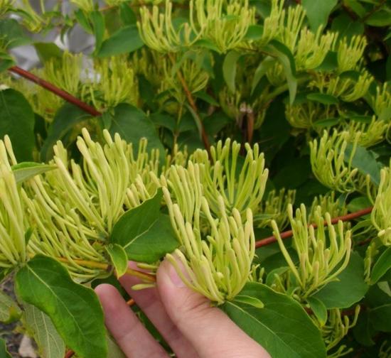 徐州菊花种植基地