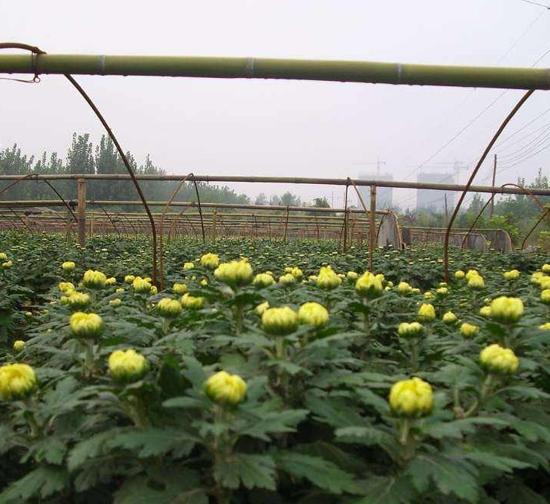 盐城菊花种苗基地